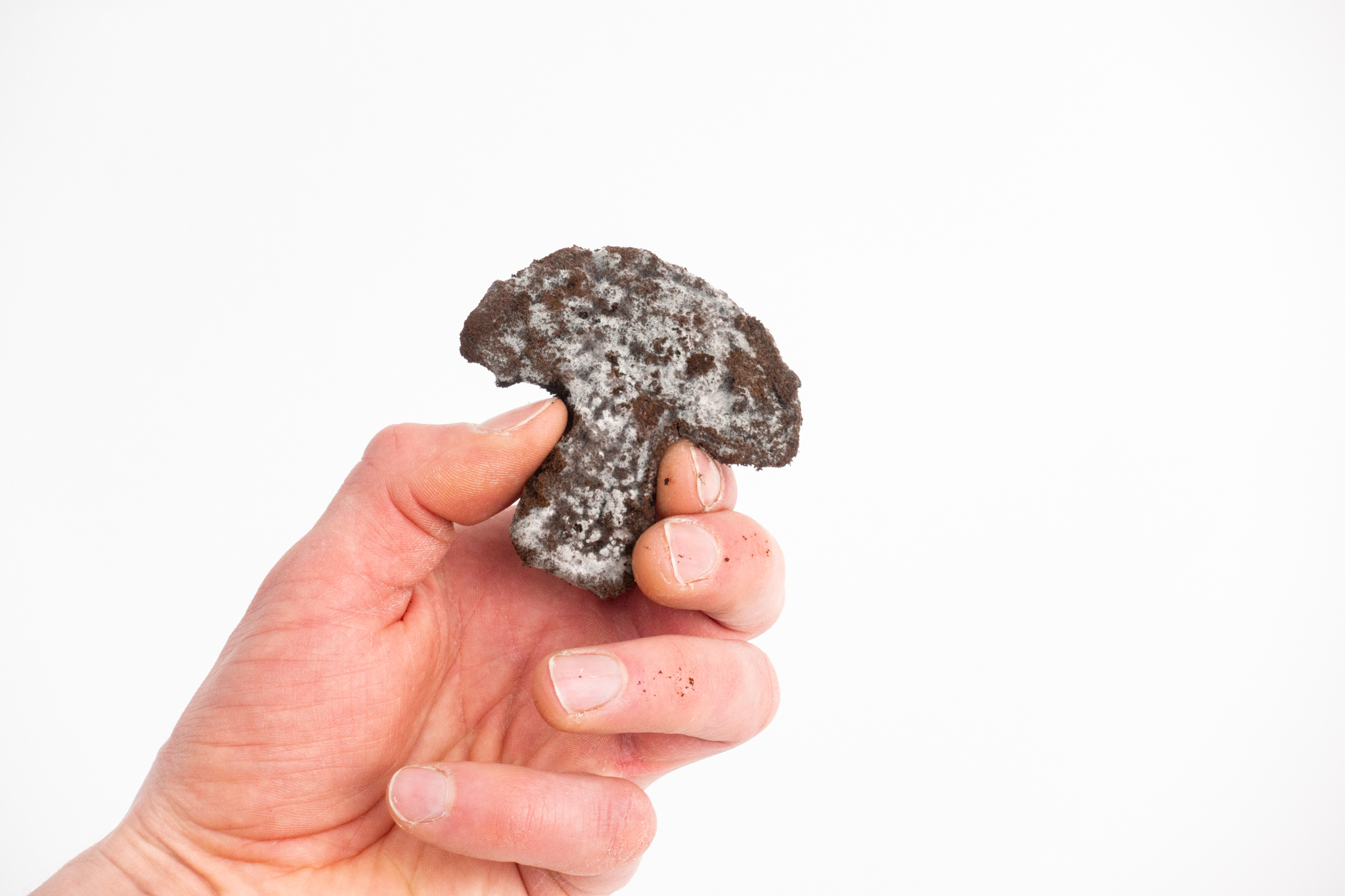 MyzelFusion detail 5